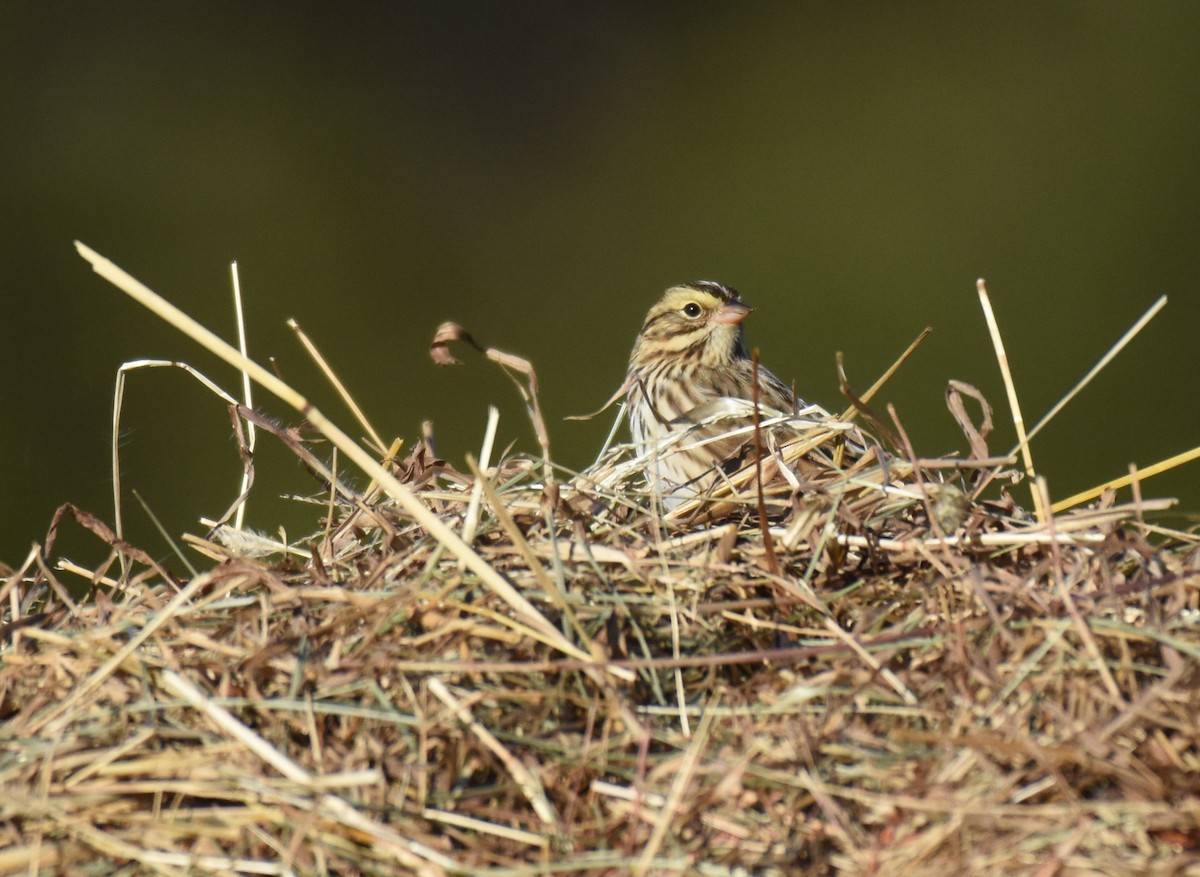 Savannah Sparrow - ML388033561