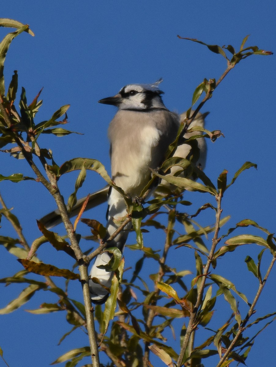 Blue Jay - Patty Masten