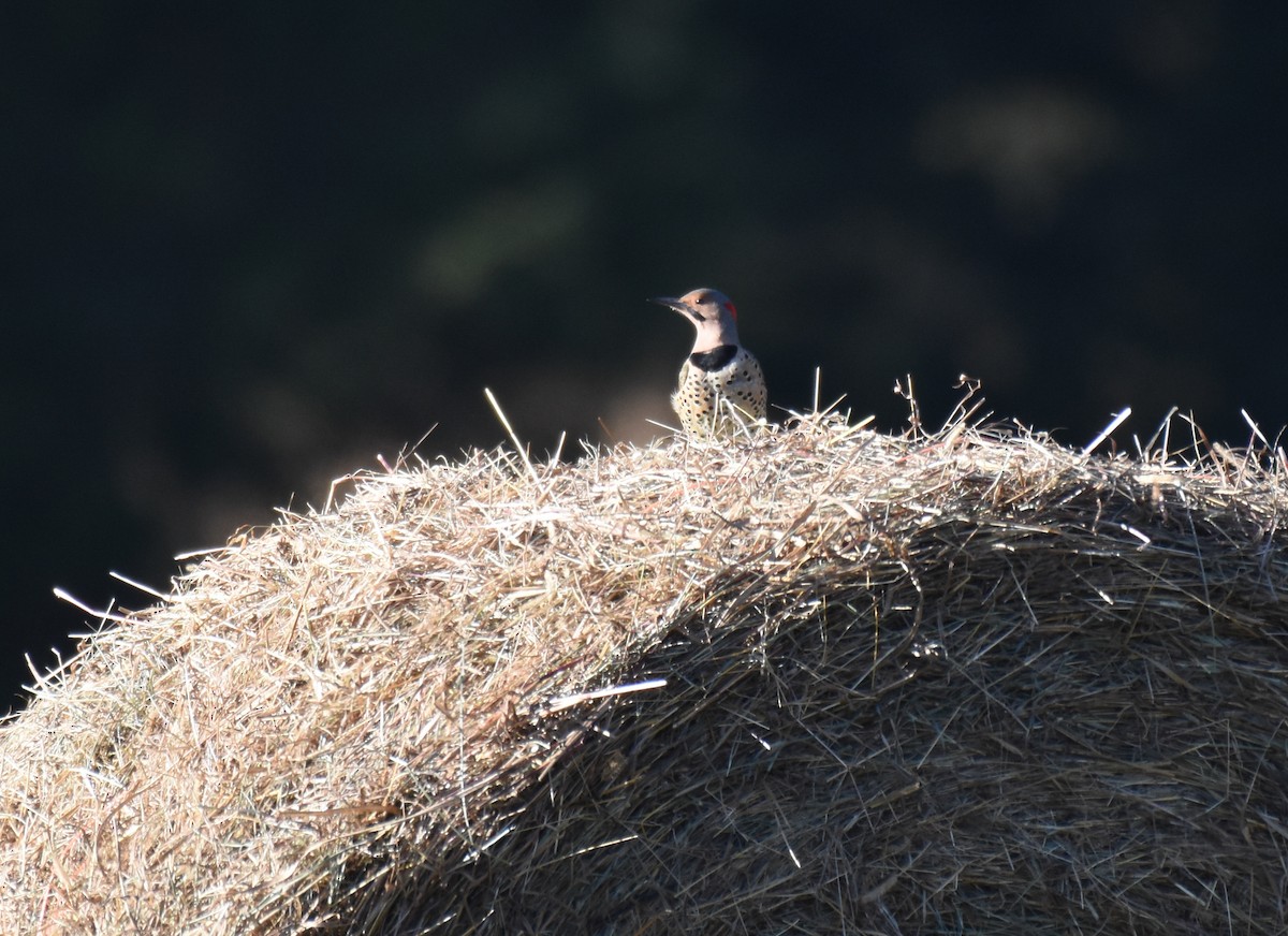 Northern Flicker - Patty Masten