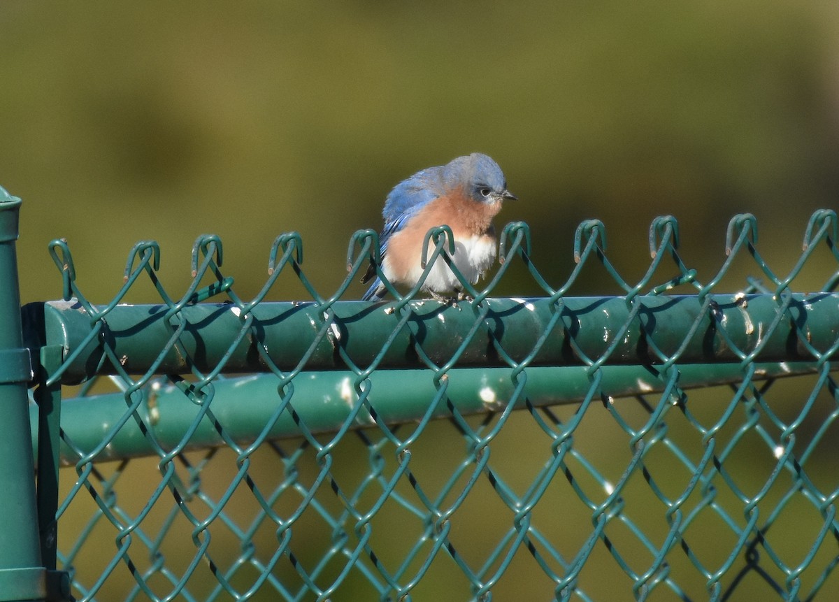 Eastern Bluebird - ML388033841