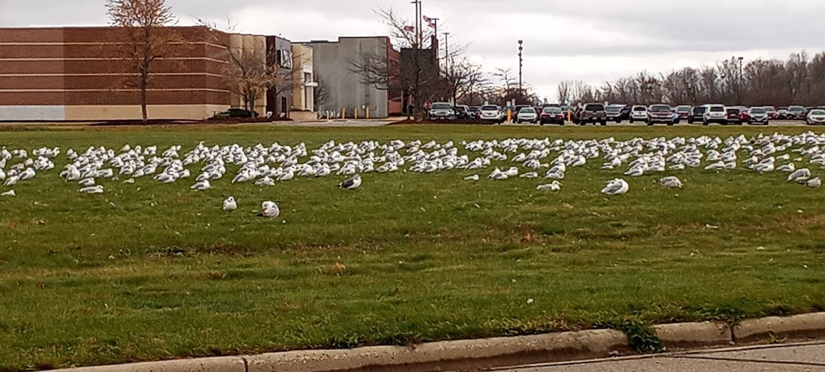Lesser Black-backed Gull - ML388033851
