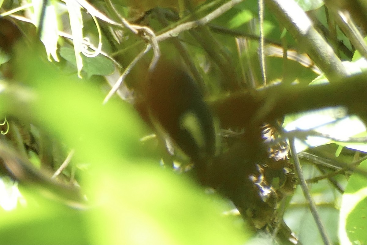 Black-and-white Tody-Flycatcher - ML388034461