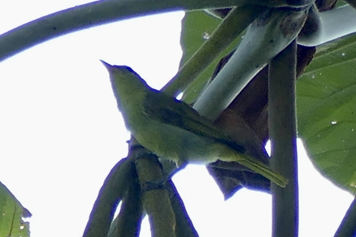 Guira Tanager - ML388034781