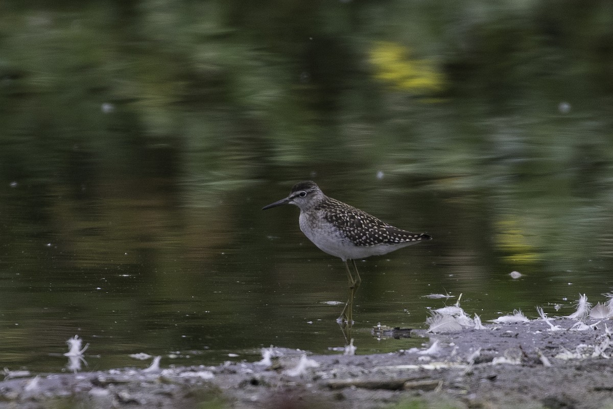 Wood Sandpiper - ML388034801