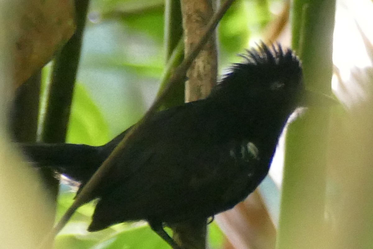 White-shouldered Antshrike - ML388034891