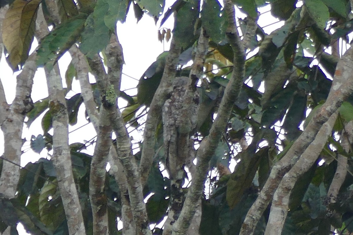 Great Potoo - Peter Kaestner