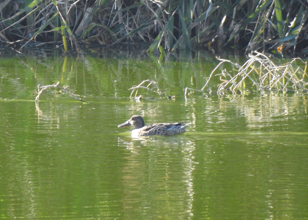 Northern Shoveler - ML388035141