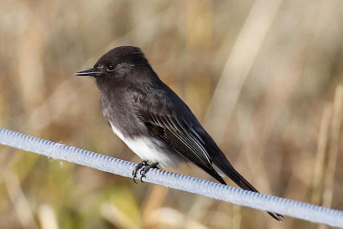 Black Phoebe - ML388035391