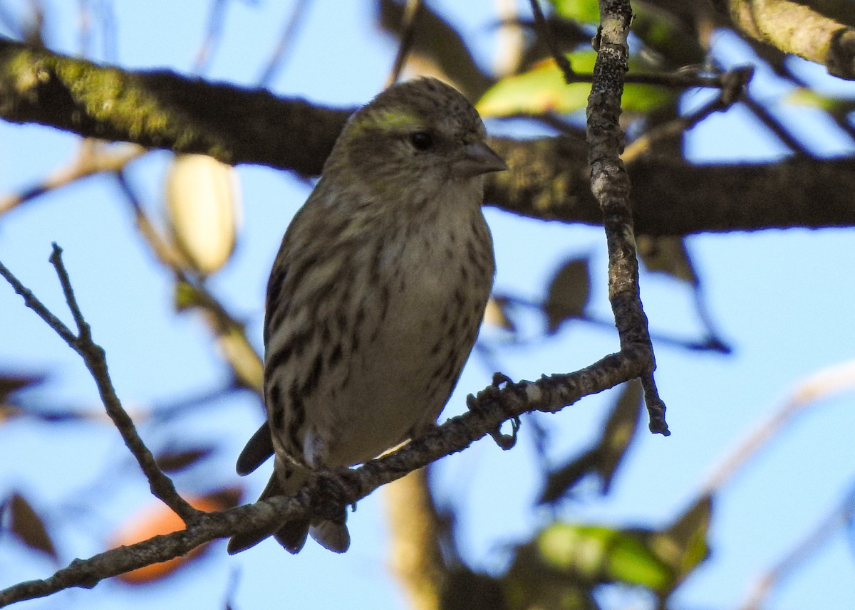 Eurasian Siskin - ML388035461