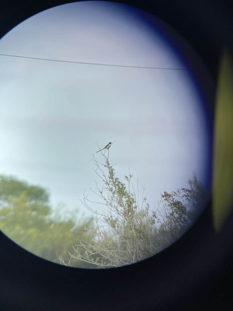 Fork-tailed Flycatcher - ML388035501
