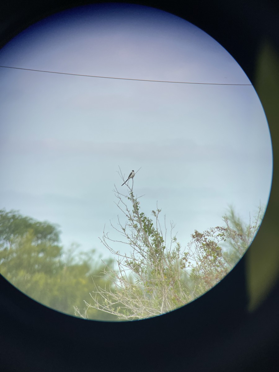 Fork-tailed Flycatcher - ML388035511