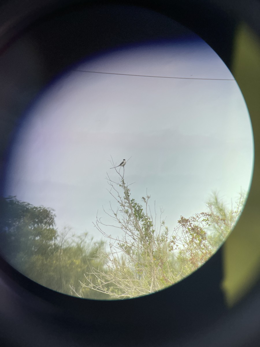 Fork-tailed Flycatcher - ML388035521