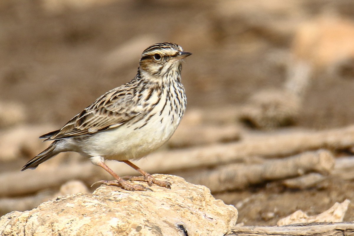 Wood Lark - ML388035841