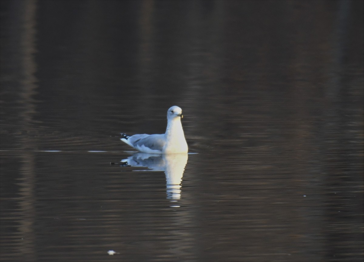 Ring-billed Gull - ML388036451