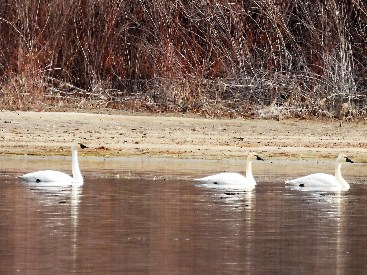 Tundra Swan - ML388037281