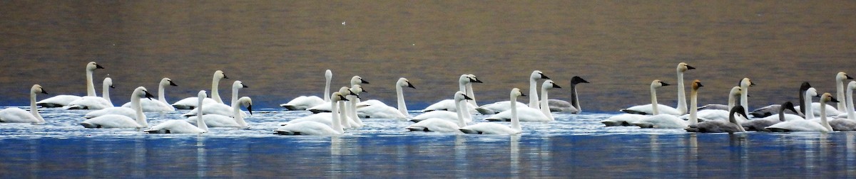 Cygne siffleur - ML388037411