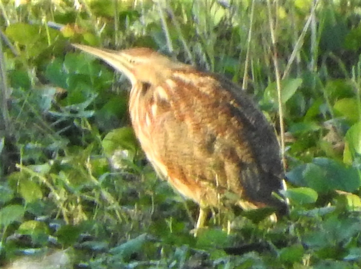 American Bittern - Mark Meunier