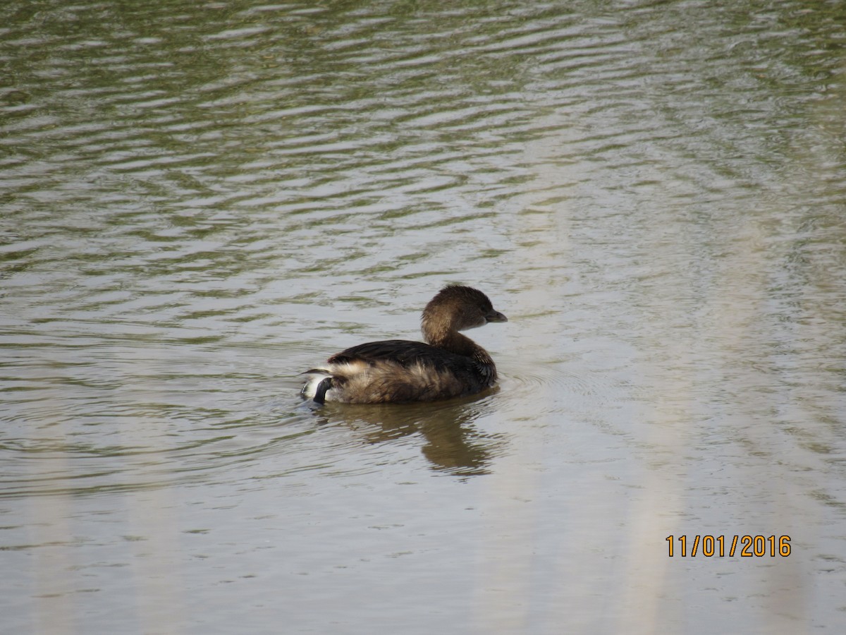 Pied-billed Grebe - Rhiannon Thunell