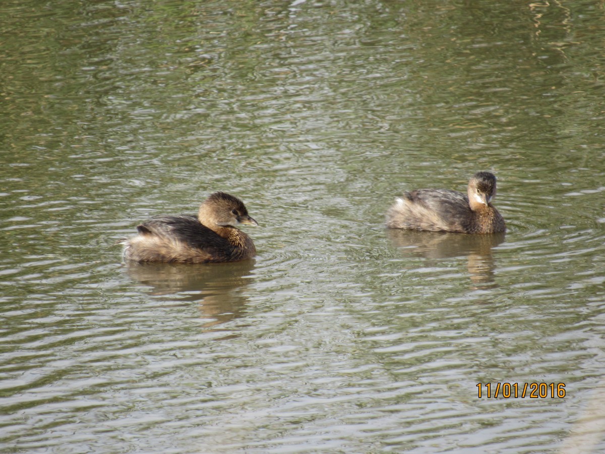 Pied-billed Grebe - Rhiannon Thunell