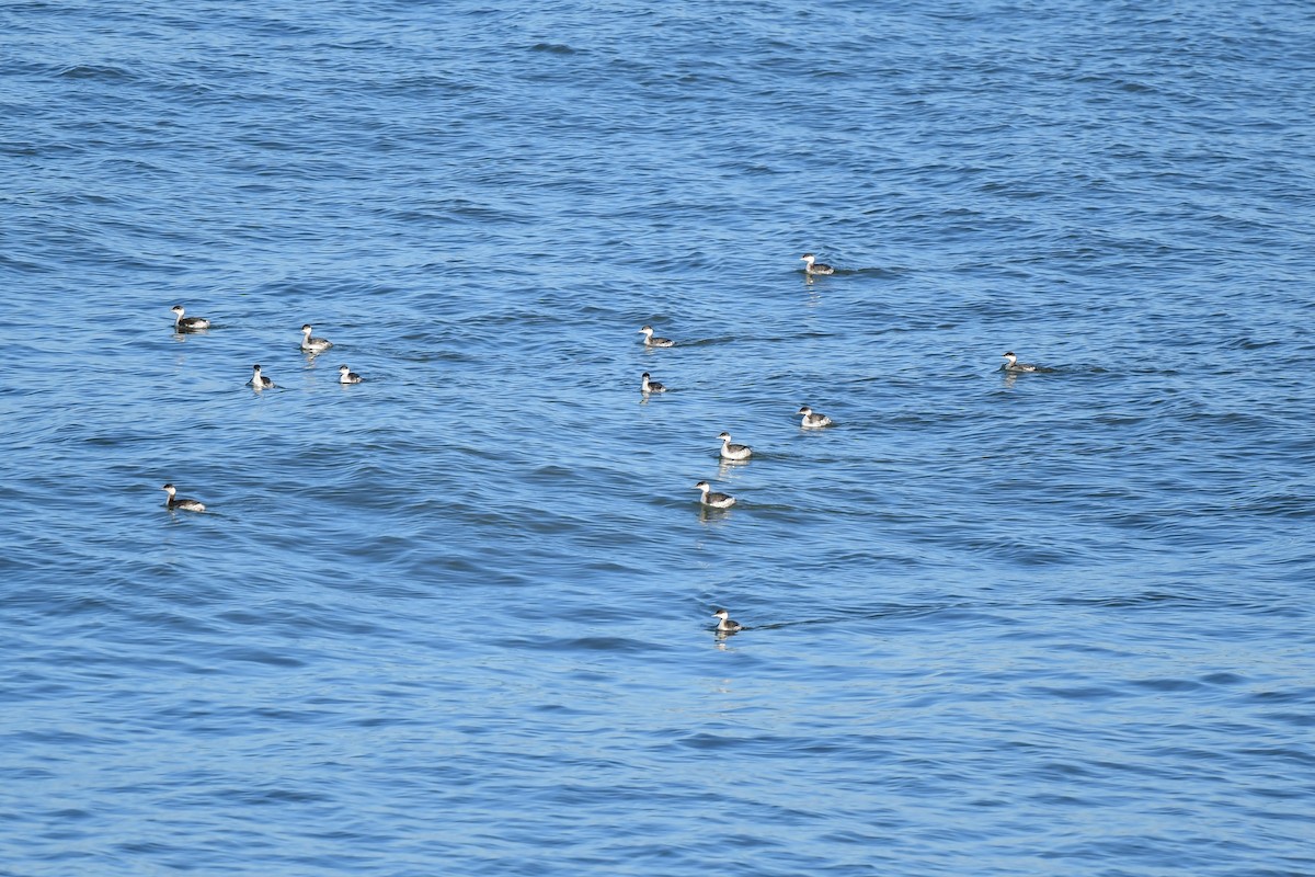 Horned Grebe - ML388038421