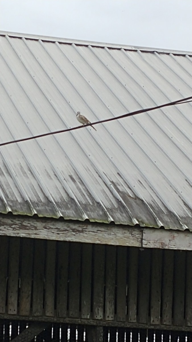 Lark Sparrow - ML388040061