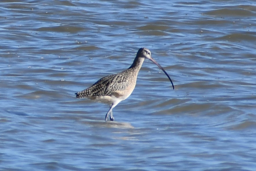 Long-billed Curlew - ML388040331