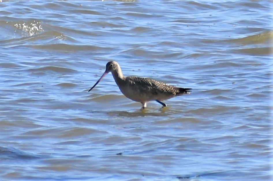 Marbled Godwit - ML388040511