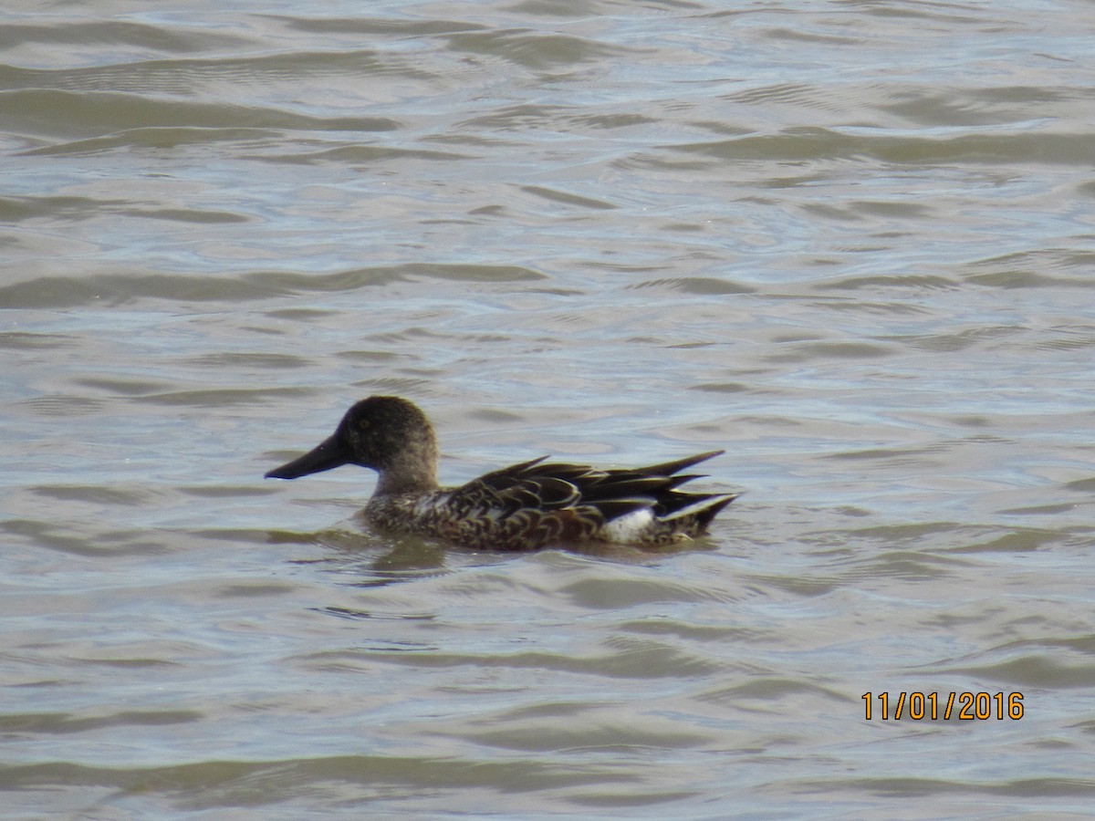 Northern Shoveler - Rhiannon Thunell