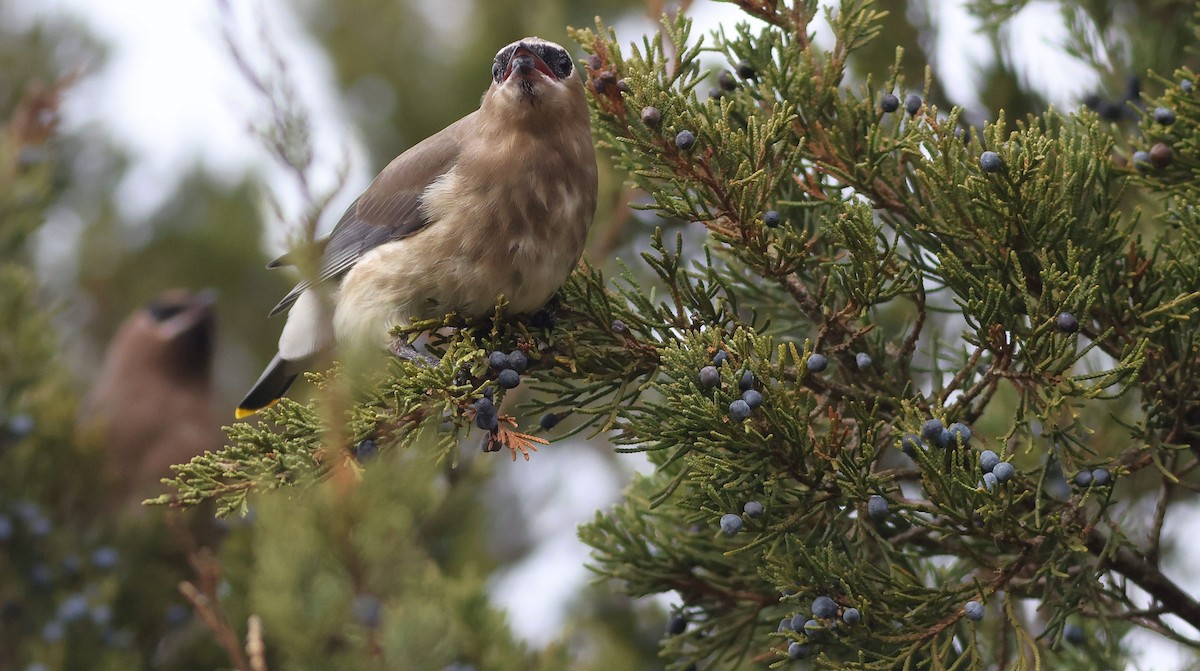 ヒメレンジャク - ML388041261