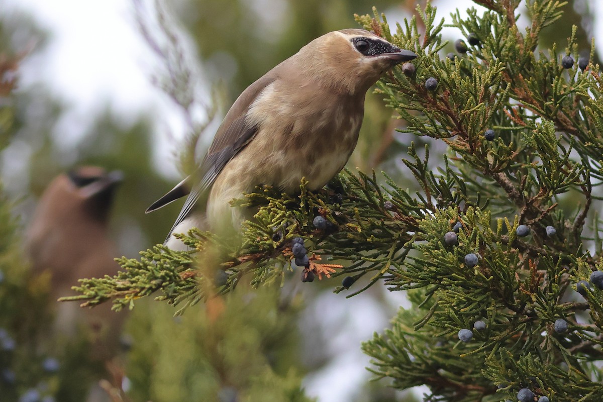 ヒメレンジャク - ML388041331