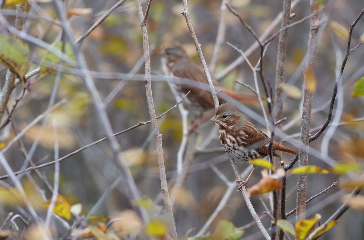 ゴマフスズメ - ML388041371