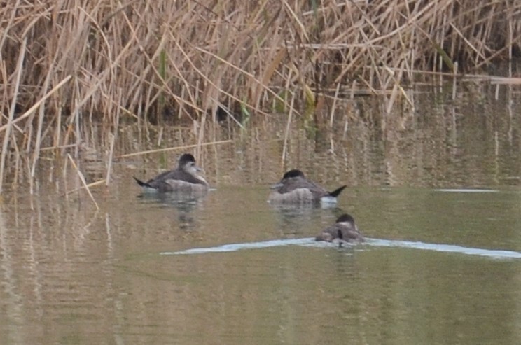 Ruddy Duck - ML388043051