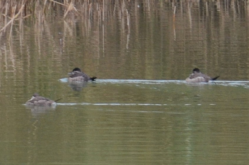 Ruddy Duck - ML388043061