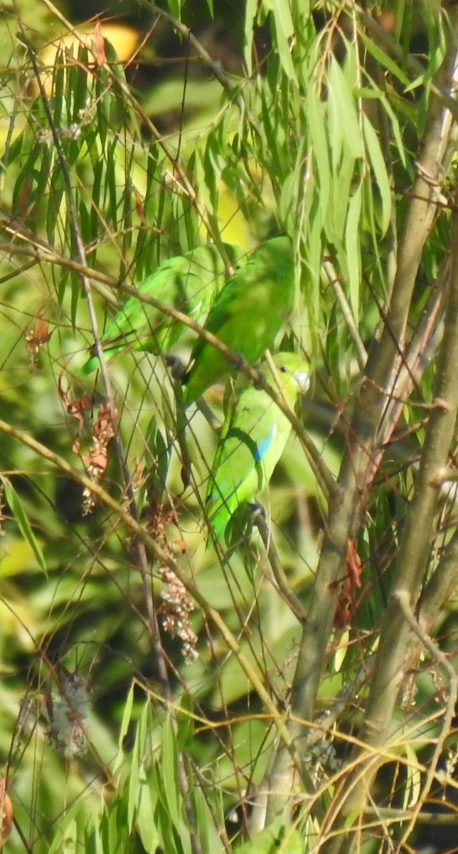 Mexican Parrotlet - ML388043161