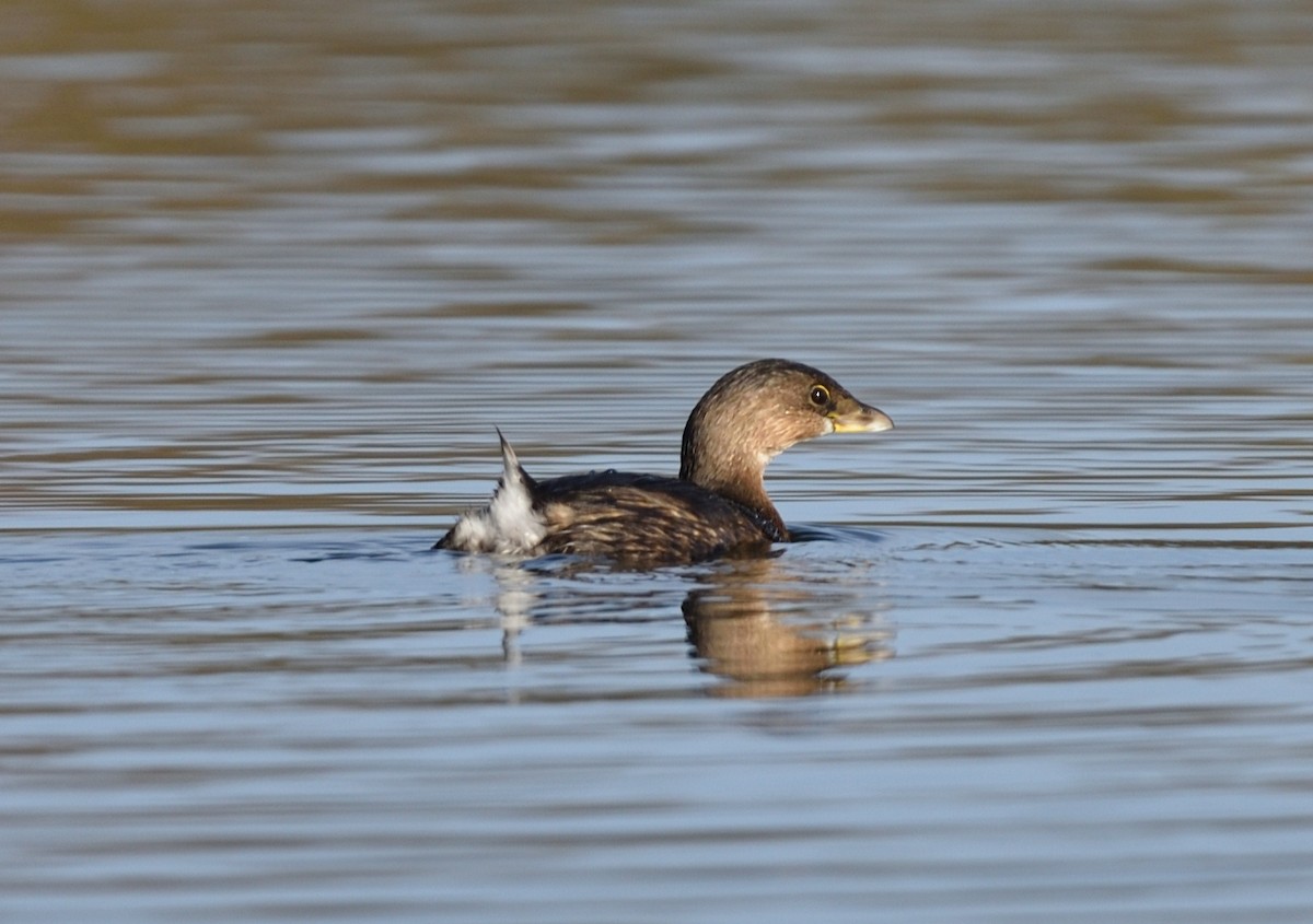 Pied-billed Grebe - ML388043251