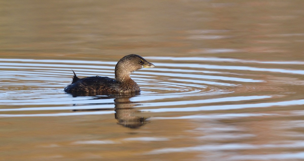 Pied-billed Grebe - ML388043261