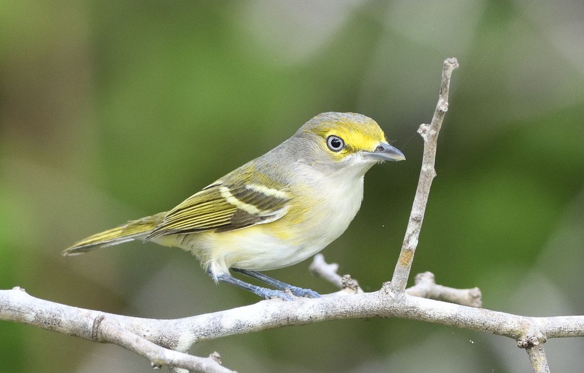 White-eyed Vireo - ML388044341