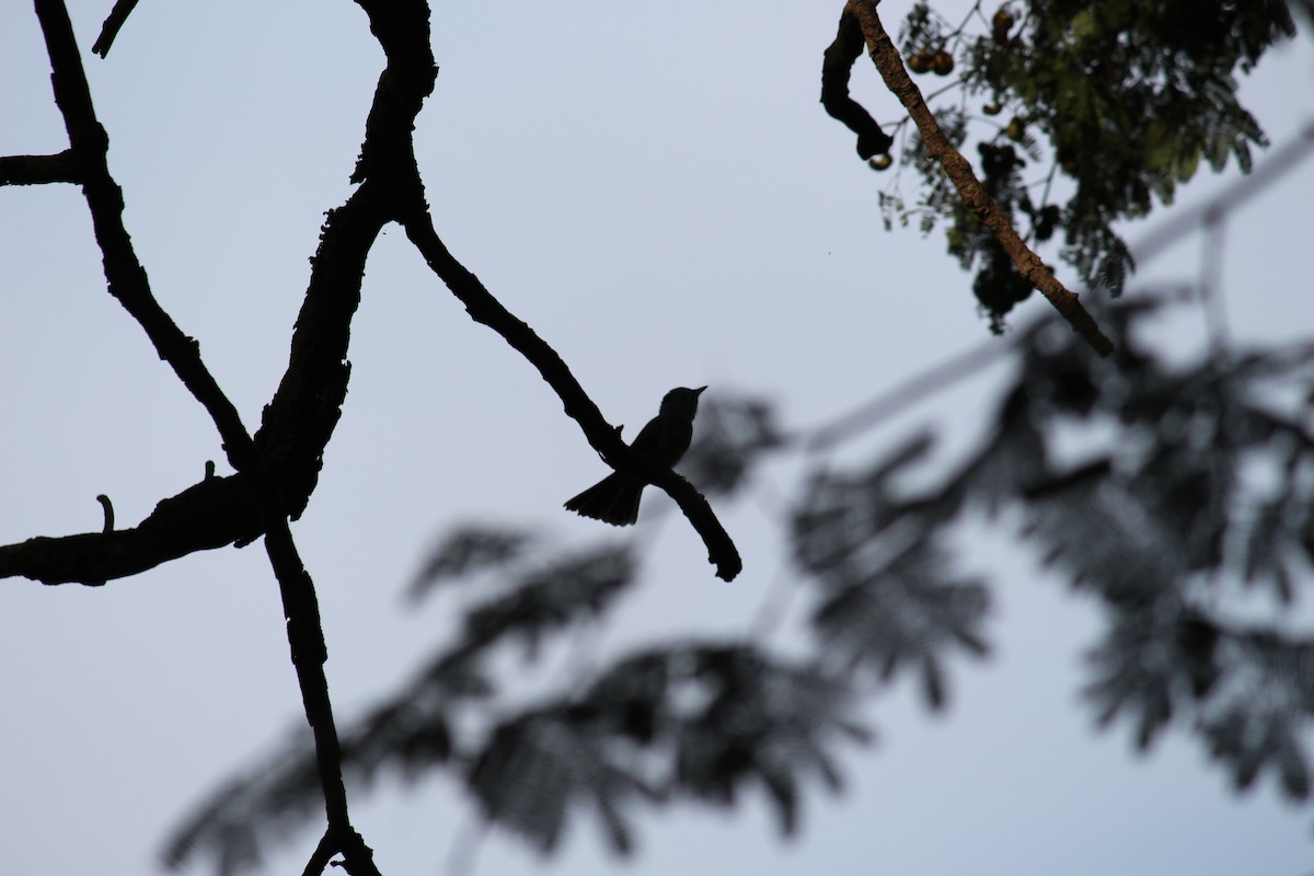 Black-naped Monarch - Ashwin Viswanathan