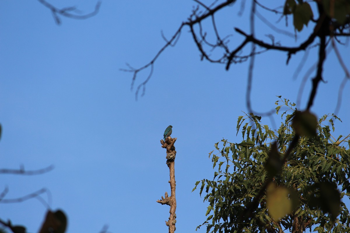 Verditer Flycatcher - ML38804541