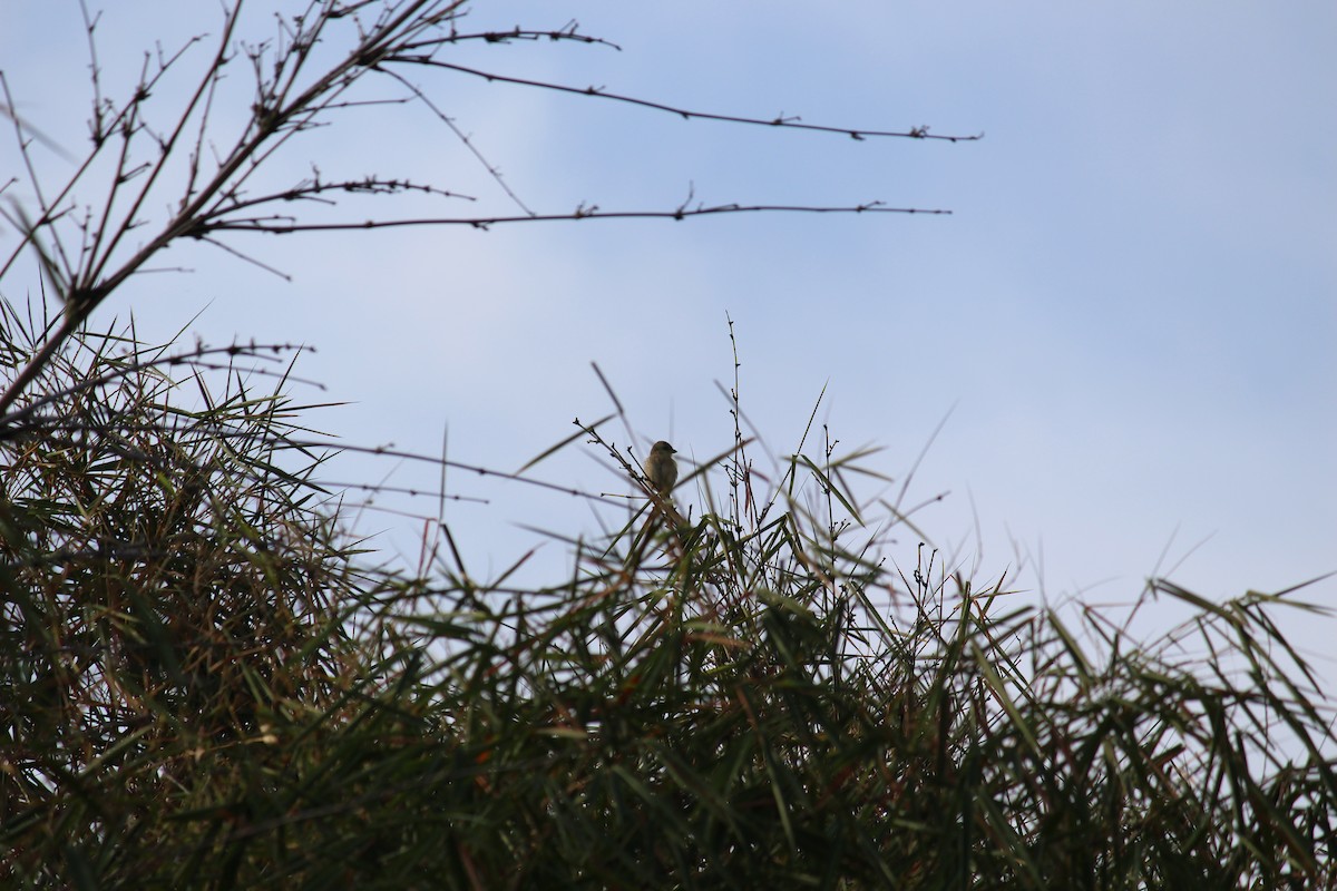 Brown Shrike - ML38804571