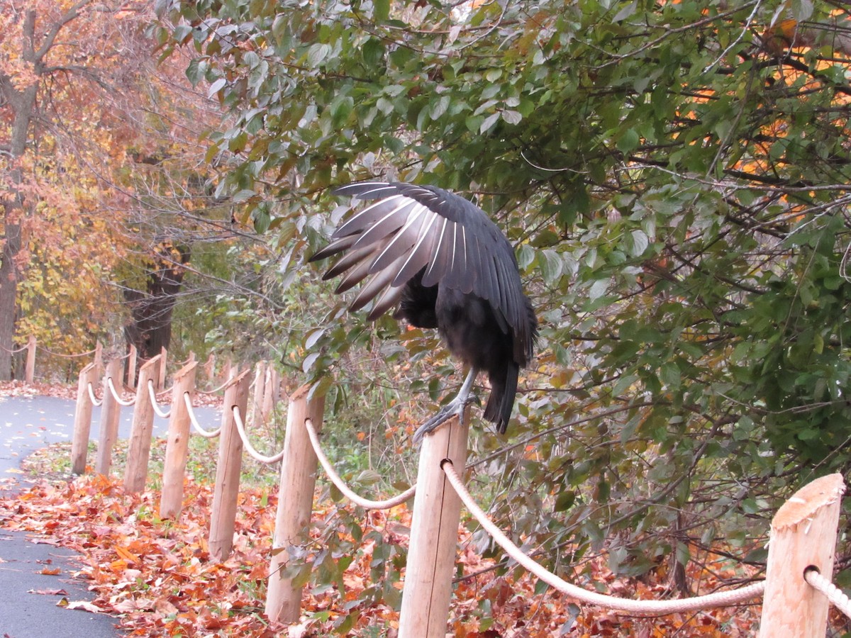 Black Vulture - ML388046601