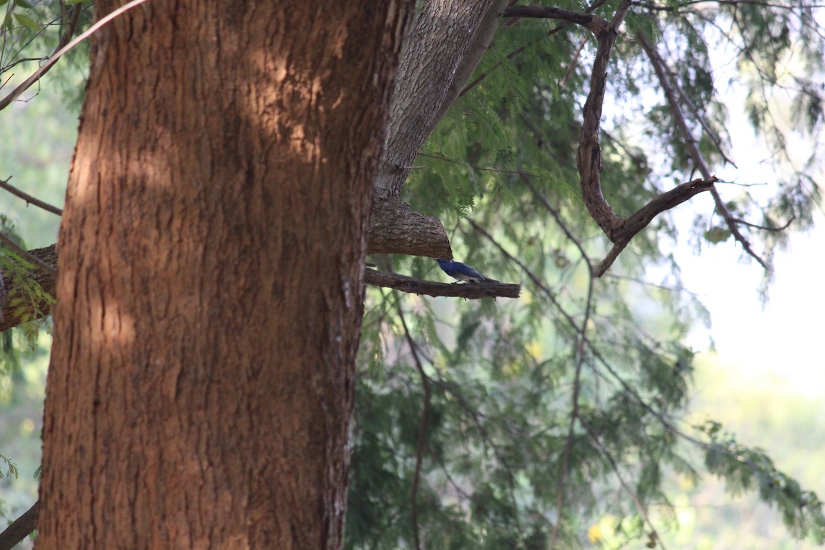 Black-naped Monarch - ML38804671