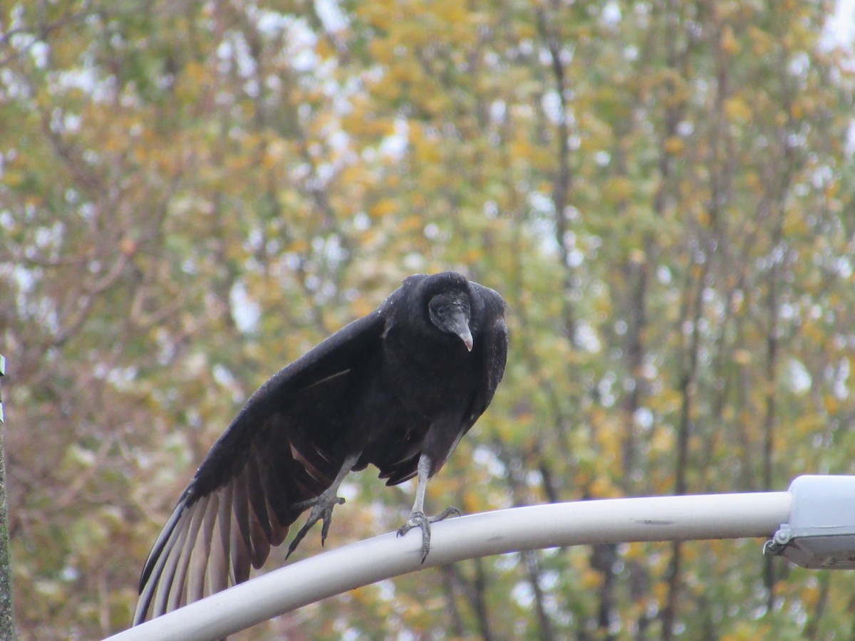 Black Vulture - ML388047371