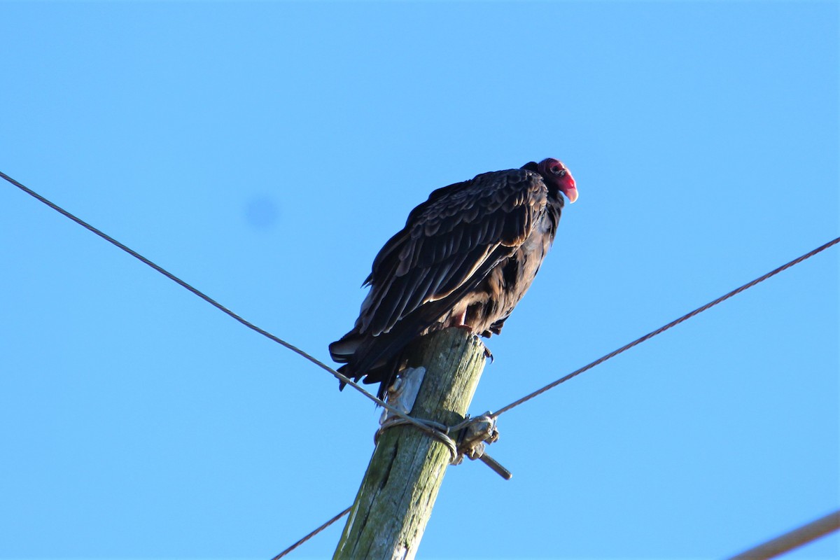 Turkey Vulture - ML388047441