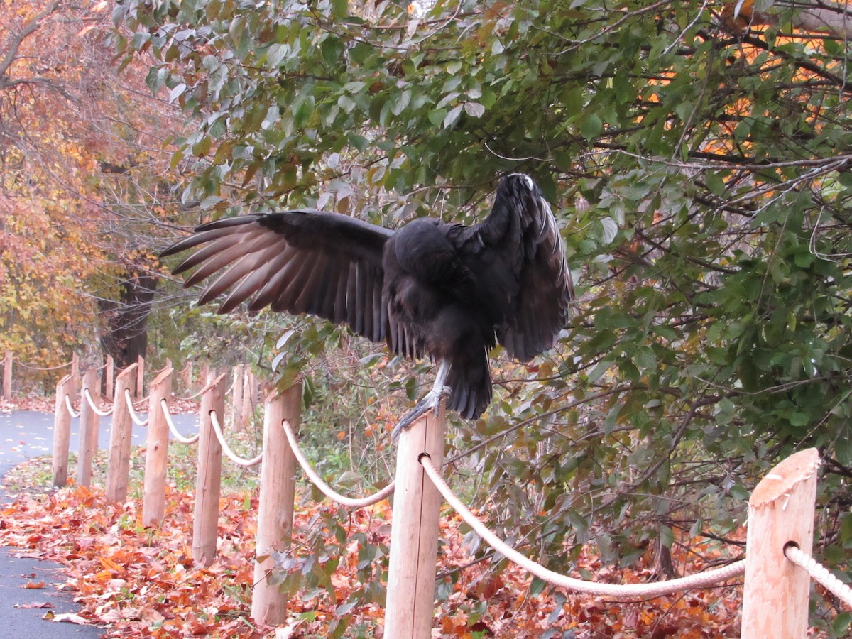 Black Vulture - ML388048321