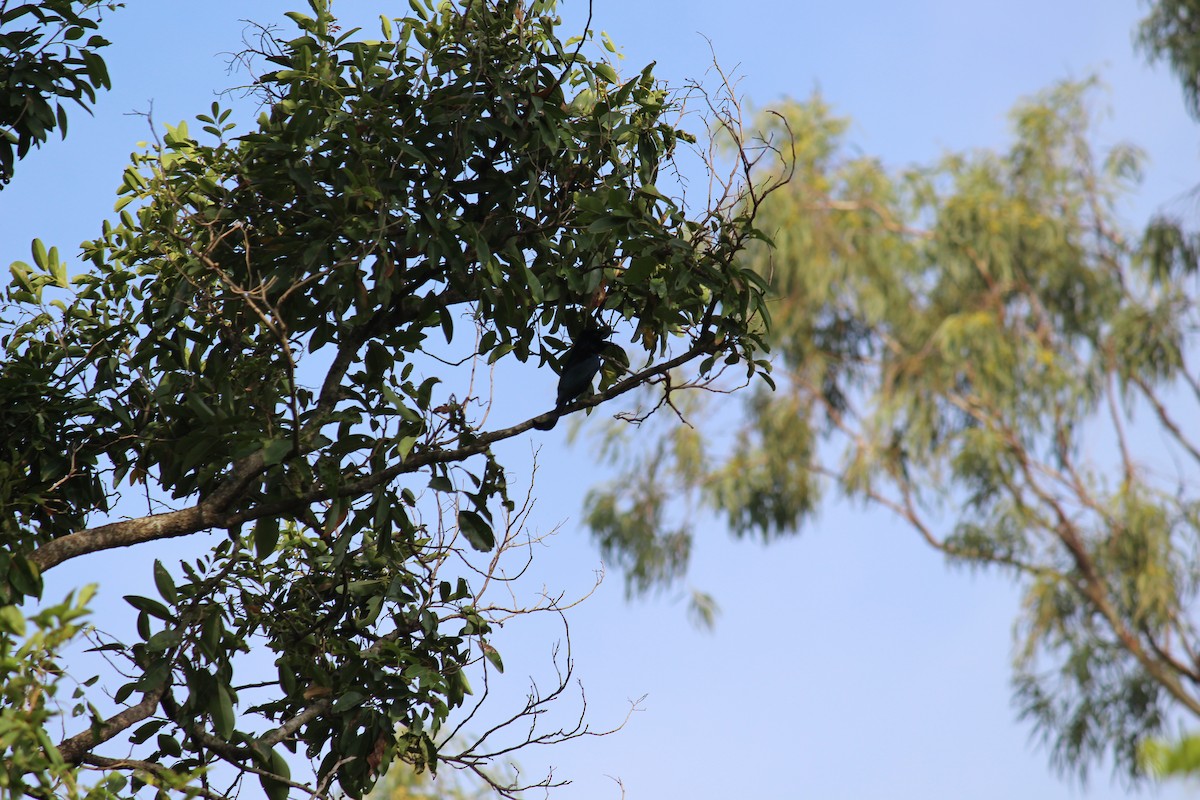 Hair-crested Drongo - ML38804881