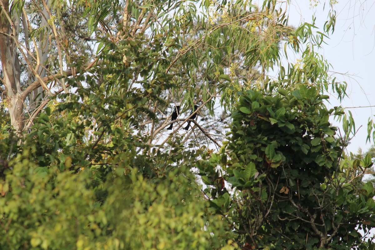 Hair-crested Drongo - ML38804901