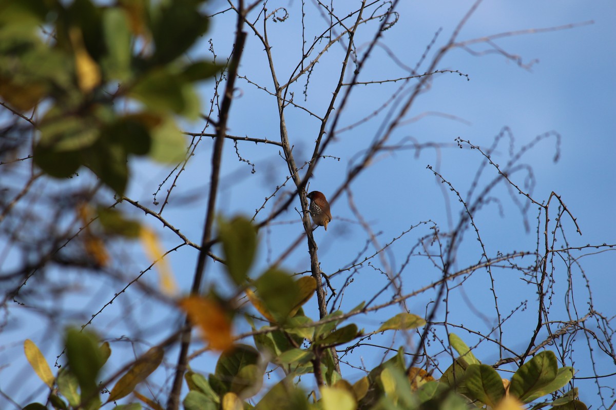 Scaly-breasted Munia - ML38804911