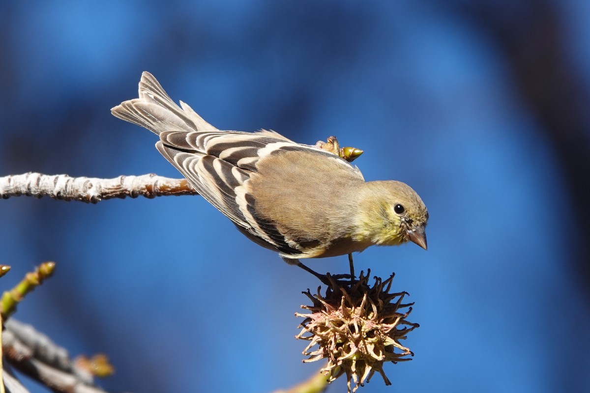 American Goldfinch - Kimball Garrett