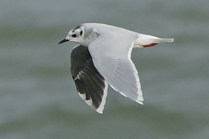 Mouette pygmée - ML388049341